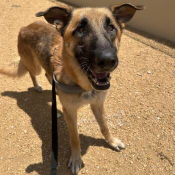 Gideon -  Mixed Breed Dog for Adoption in Bentonville, Arkansas - Gideon | PetCurious