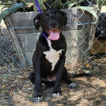 Labrador Retriever Dogs Available for Adoption - Valentina | PetCurious