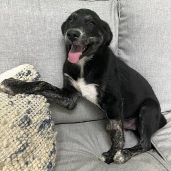 Aja -  Mixed Breed Dog for Adoption in Brownsboro, Alabama - Aja | PetCurious