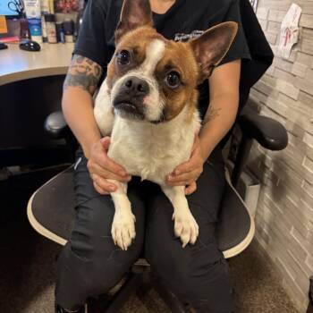 Otter DS-116/26 -  Boston Terrier Dog for Adoption in Burlington, Ontario - Otter DS-116/26 | PetCurious