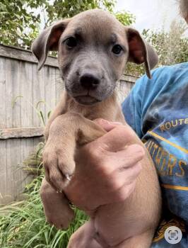 Saner -  Weimaraner Dog for Adoption in Bull Valley, Illinois - Saner | PetCurious