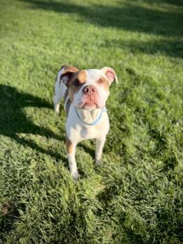 Mixed Breed Dogs Available for Adoption in Greensburg, Indiana - Lamchop | PetCurious