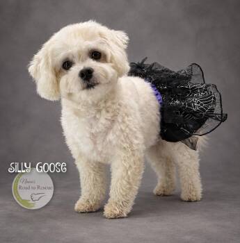 Silly Goose -  Bichon Frise Dog for Adoption in Benton, Louisiana - Silly Goose | PetCurious