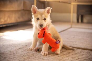Peaches -  Alaskan Malamute Dog for Adoption in Penryn, California - Peaches | PetCurious