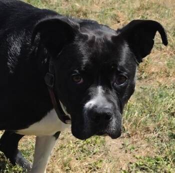 Boxer and Mixed Breed Dogs Available for Adoption in Conway, South Carolina - Nix(HW+) | PetCurious