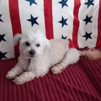 Coco Kathy 22532 -  Maltese and Poodle Dog for Adoption in Minneapolis, Minnesota - Coco Kathy 22532 | PetCurious