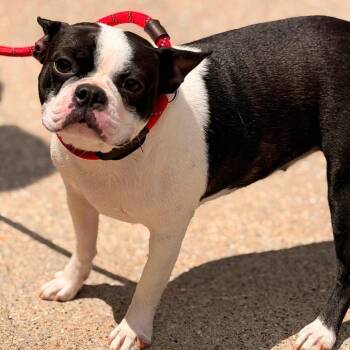 Noodles -  Boston Terrier Dog for Adoption in Allen, Texas - Noodles | PetCurious