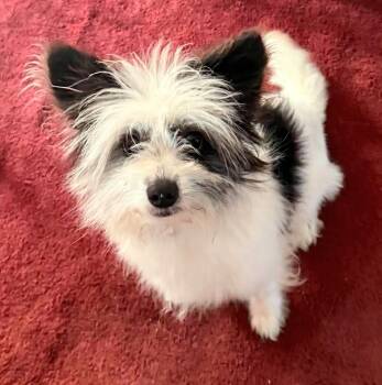 Scruffy Sam -  Terrier Dog for Adoption in Racine, Wisconsin - Scruffy Sam | PetCurious
