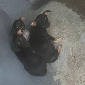 Chihuahua and Manchester Terrier Dogs Available for Adoption in Austin, Texas - Fragola | PetCurious