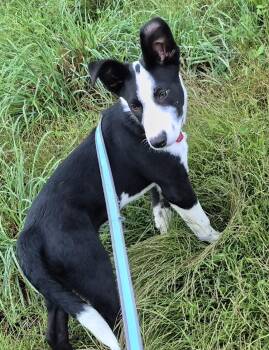 Rescue Siberian Husky and German Shepherd Dog Dogs for Adoption in Campbellsville, Kentucky - Jazz | PetCurious