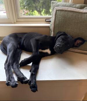 Scout Rey -  Labrador Retriever Dog for Adoption in Boston, Massachusetts - Scout Rey | PetCurious