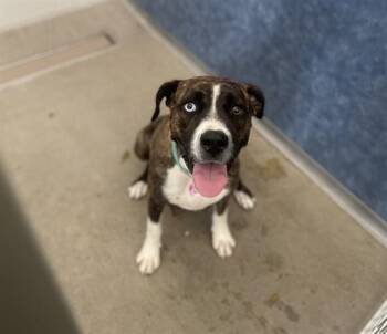 KAWAI -  Boxer and Siberian Husky Dog for Adoption in Loveland, Colorado - KAWAI | PetCurious