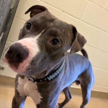 Bullet -  Mixed Breed Dog for Adoption in Asheville, North Carolina - Bullet | PetCurious