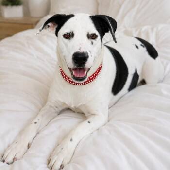 Daisy -  Dalmatian and Black Labrador Retriever Dog for Adoption in Crosby, Texas - Daisy | PetCurious