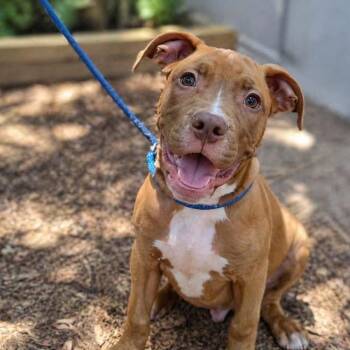 Boxer Dogs Available for Adoption in Fosters, Alabama - CEDAR BOONE | PetCurious