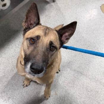 Belgian Shepherd Malinois and Mixed Breed Dogs Available for Adoption - Havana | PetCurious