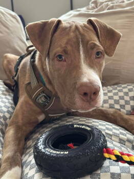 Rescue Vizsla and Terrier Dogs for Adoption in Elgin, Illinois - Bubba | PetCurious