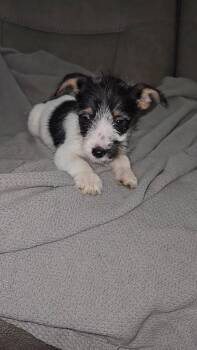 Mixed Breed Dogs Available for Adoption in Taycheedah, Wisconsin - Addison | PetCurious