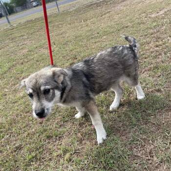 Terrier Dogs Available for Adoption in Allen, Texas - Trisha C403 | PetCurious
