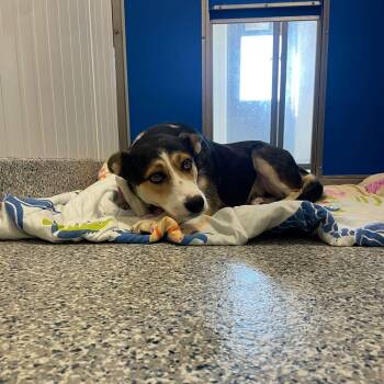 Roxy -  Border Collie and Australian Cattle Dog Blue Heeler Dog for Adoption in Prineville, Oregon - Roxy | PetCurious