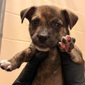 Minnie -  Chihuahua and Mixed Breed Dog for Adoption in Reno, Nevada - Minnie | PetCurious