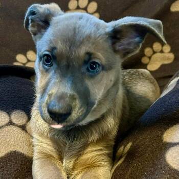 Mixed Breed Dogs Available for Adoption in Dekalb, Illinois - Darlene | PetCurious