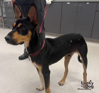 Hefty -  Shepherd and Miniature Pinscher Dog for Adoption in Washington, District Of Columbia - Hefty | PetCurious