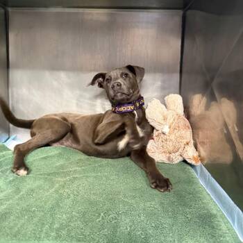 Mixed Breed Dogs Available for Adoption in Savannah, Georgia - Concrete | PetCurious