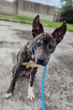 Mae Mae -  Mixed Breed Dog for Adoption in Cincinnati, Ohio - Mae Mae | PetCurious