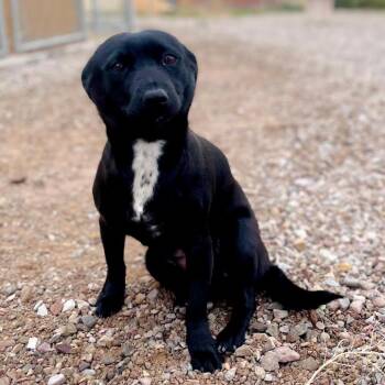 Black Labrador Retriever and Beagle Dogs Available for Adoption in Lander, Wyoming - Tea Cup | PetCurious