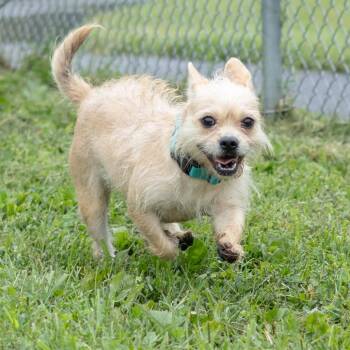 Kali -  Shih Tzu and French Bulldog Dog for Adoption in Wilmington, Delaware - Kali | PetCurious
