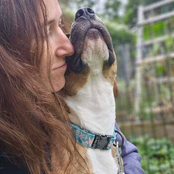 Sulaco -  Mixed Breed Dog for Adoption in Dekalb, Illinois - Sulaco | PetCurious
