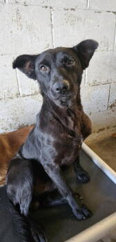 Rescue Shepherd Dogs for Adoption in El Centro, California - Lucky | PetCurious