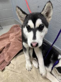 TULIP -  Siberian Husky Dog for Adoption in Las Vegas, Nevada - TULIP | PetCurious