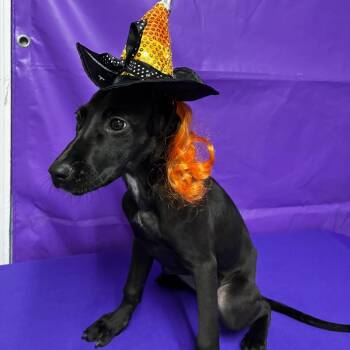 Outcast -  Black Labrador Retriever and Mixed Breed Dog for Adoption in North Myrtle Beach, South Carolina - Outcast | PetCurious