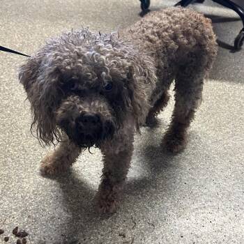 IVHS-Stray-141733 -  Maltese Dog for Adoption in San Gabriel, California - IVHS-Stray-141733 | PetCurious