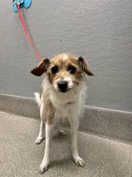 SPARTAN -  Terrier and Chihuahua Dog for Adoption in Las Vegas, Nevada - SPARTAN | PetCurious