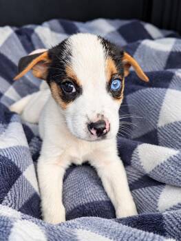 Milo -  Husky Dog for Adoption in Nahunta, Georgia - Milo | PetCurious