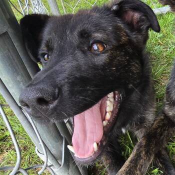 Rescue German Shepherd Dog Dogs for Adoption in Athens, Alabama - Tessie | PetCurious