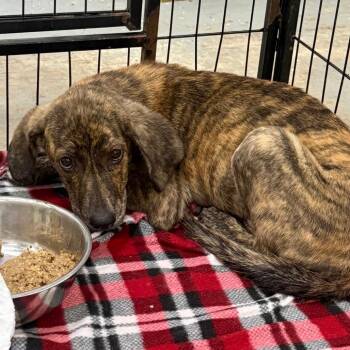 Paulie -  Labrador Retriever Dog for Adoption in Parrish, Alabama - Paulie | PetCurious