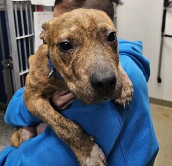 ERNIE -  Pit Bull Terrier and Mixed Breed Dog for Adoption in St. Louis, Missouri - ERNIE | PetCurious