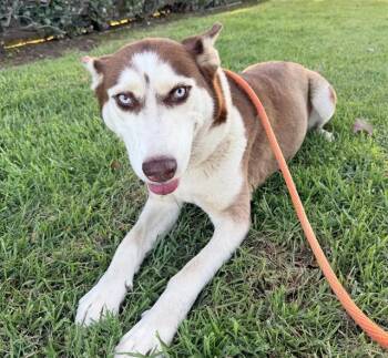 ARIA -  Siberian Husky Dog for Adoption in Ontario, California - ARIA | PetCurious