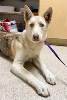 RANEERA -  Siberian Husky and Mixed Breed Dog for Adoption in Riverside, California - RANEERA | PetCurious