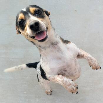 Rescue Chihuahua and Terrier Dogs for Adoption - Takoda | PetCurious