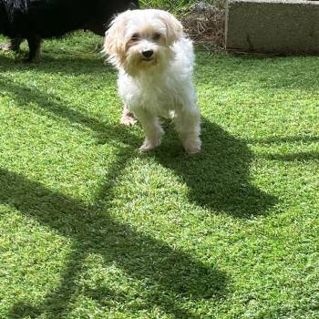 Creamer -  Maltese Dog for Adoption in Semmes, Alabama - Creamer | PetCurious
