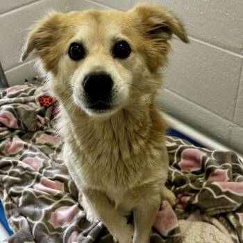 Bird -  Feist Dog for Adoption in Spruce Pine, North Carolina - Bird | PetCurious