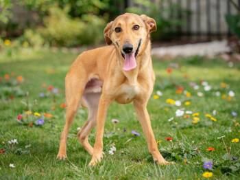 Leo -  Greyhound and German Shepherd Dog Dog for Adoption in Sebastian, Florida - Leo | PetCurious