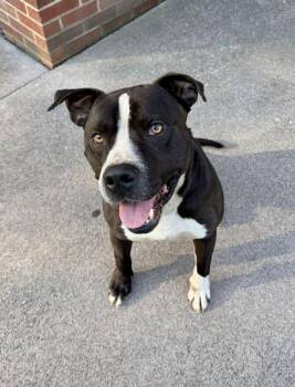 Dom -  Pit Bull Terrier Dog for Adoption in Herndon, Virginia - Dom | PetCurious
