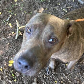 Diamond (20260915-11) -  American Bulldog Dog for Adoption in Niagara Falls, Ontario - Diamond (20260915-11) | PetCurious