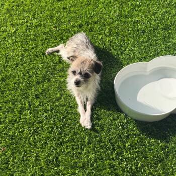 Lilac -  Yorkshire Terrier and Mixed Breed Dog for Adoption in Las Vegas, Nevada - Lilac | PetCurious